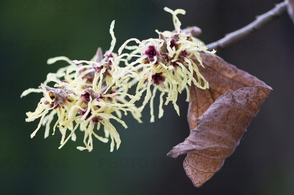 Witch Hazel (Hamamelis mollis 'Pallida')