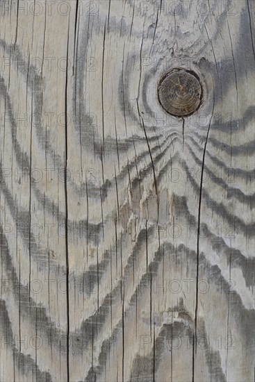 Wood grain of a Scots pine (Pinus sylvestris)