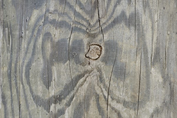 Wood grain of a Scots pine (Pinus sylvestris)