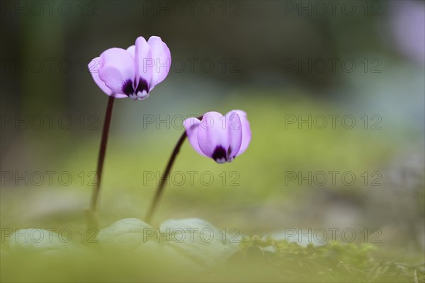 Flowering Spring Cyclamen or Spring Alpine Violet (Cyclamen coum album)