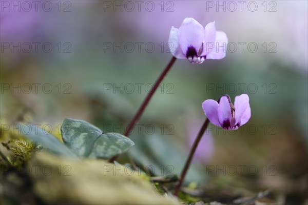 Flowering Spring Cyclamen or Spring Alpine Violet (Cyclamen coum album)