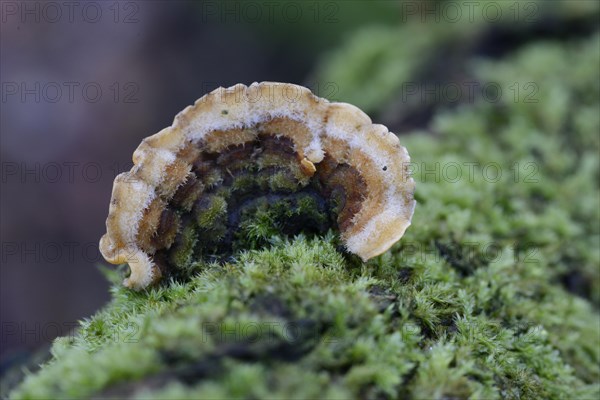 Turkey Tail Mushroom (Trametes versicolor)