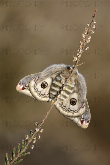 Small Emperor Moth (Saturnia pavonia)