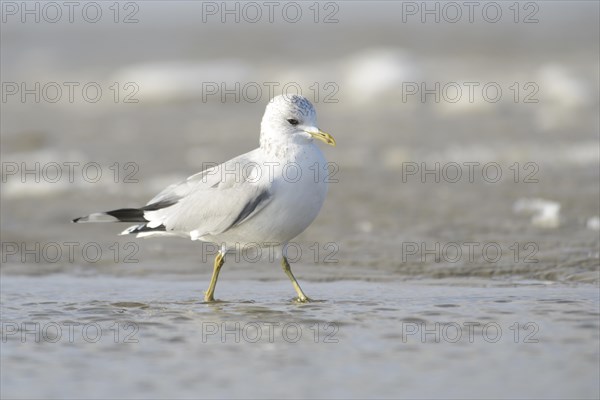 Common Gull (Larus canus)