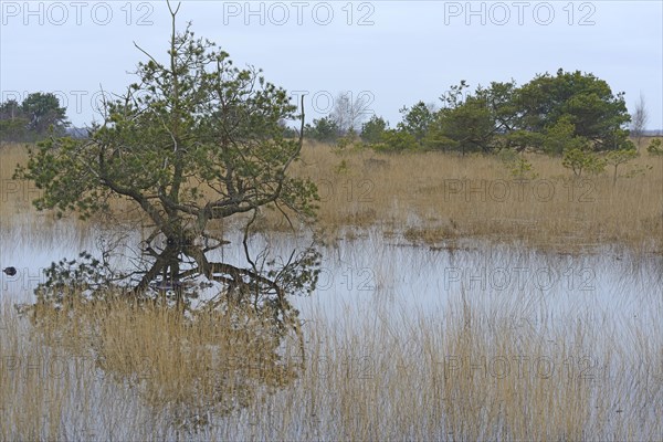 Rewetted bog