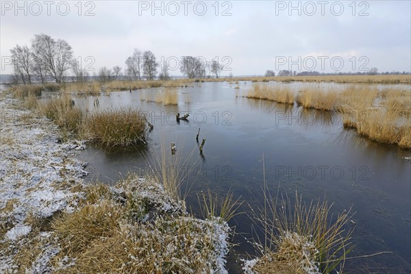 Rewetted bog