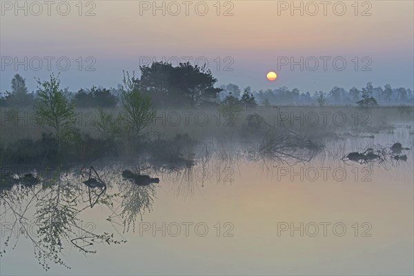 Rewetted bog