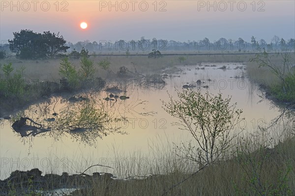 Rewetted bog