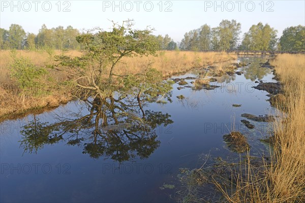 Rewetted bog