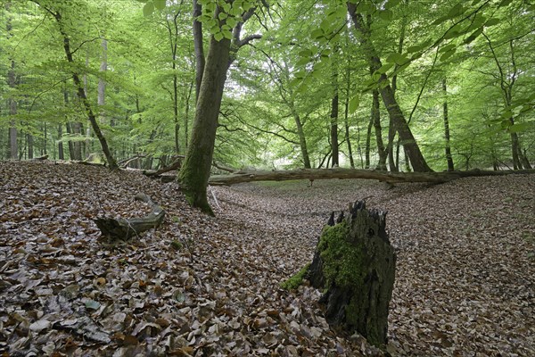 Riparian forest