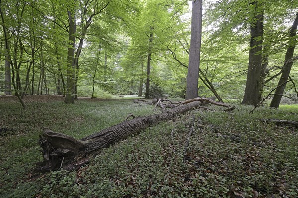 Riparian forest