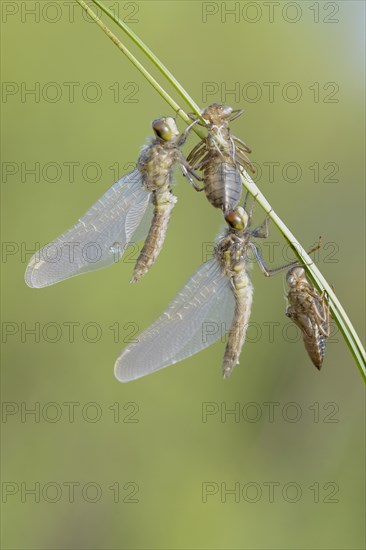 Small Darter (Leucorrhinia dubia)