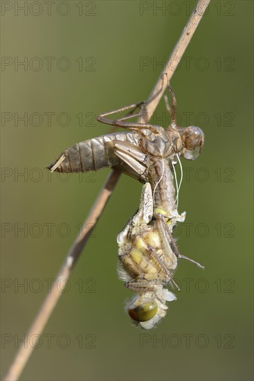 Small Darter (Leucorrhinia dubia)