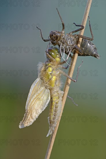 Small Darter (Leucorrhinia dubia)