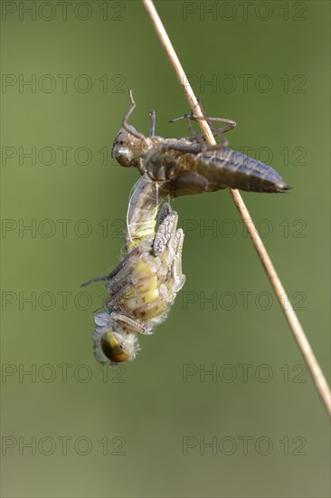 Small Darter (Leucorrhinia dubia)