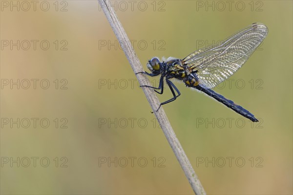 Nordic Ruby Whiteface (Leucorrhinia rubicunda)