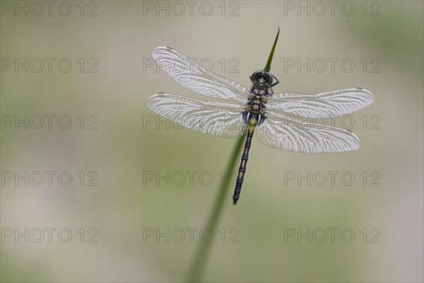 Nordic Ruby Whiteface (Leucorrhinia rubicunda)