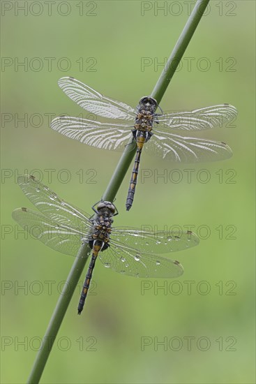 Nordic Ruby Whiteface (Leucorrhinia rubicunda)