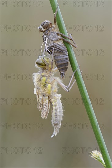 Nordic Ruby Whiteface (Leucorrhinia rubicunda)