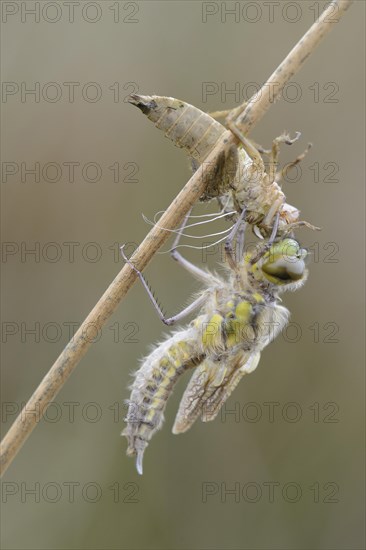 Nordic Ruby Whiteface (Leucorrhinia rubicunda)