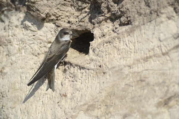 Sand Martin (Riparia riparia) outside a breeding cave