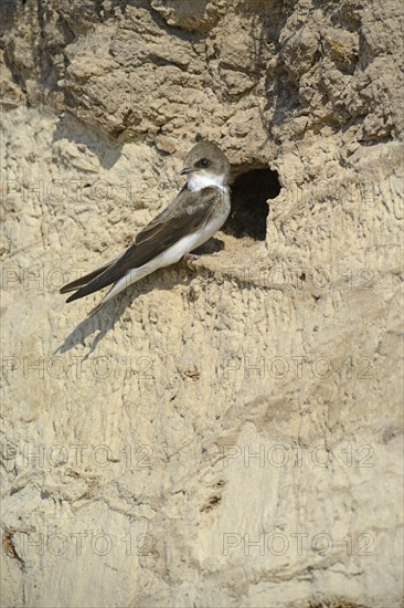 Sand Martin (Riparia riparia) outside a breeding cave