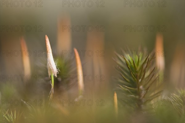 Bank Haircap Moss (Polytrichum formosum)