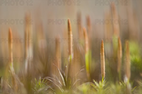 Bank Haircap Moss (Polytrichum formosum)