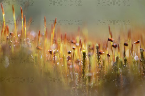 Bank Haircap Moss (Polytrichum formosum)