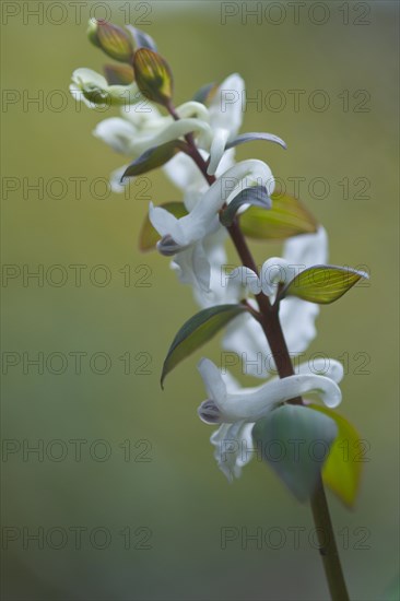 Hollowroot Birthwort (Corydalis cava)