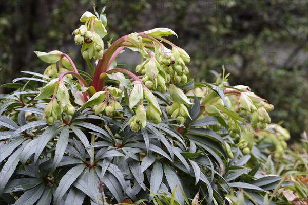 Stinking Hellebore