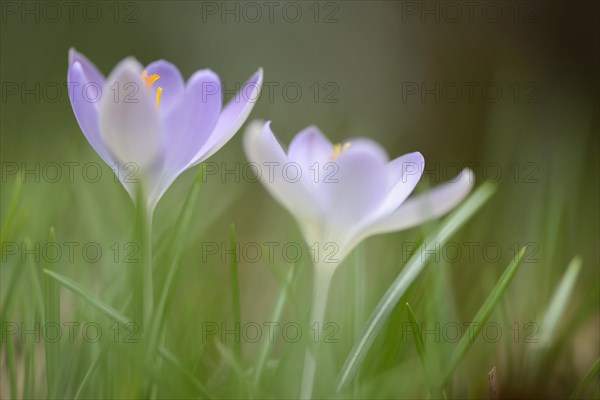 Woodland Crocus or Tommasini's Crocus (Crocus tommasinianus)