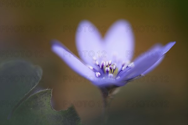 Transylvanian Hepatica (Hepatica transsylvanica)