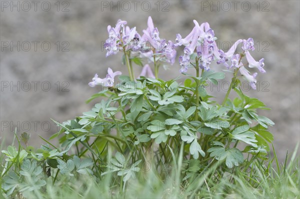 Fingered Corydalis (Corydalis solida)