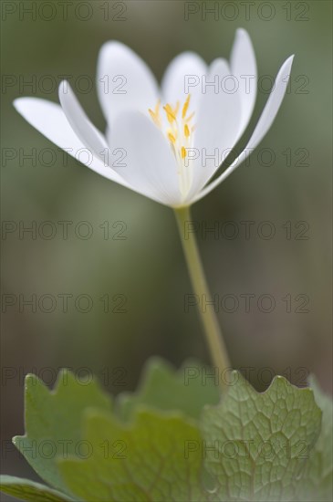 Canadian Bloodroot (Sanguinaria canadensis)