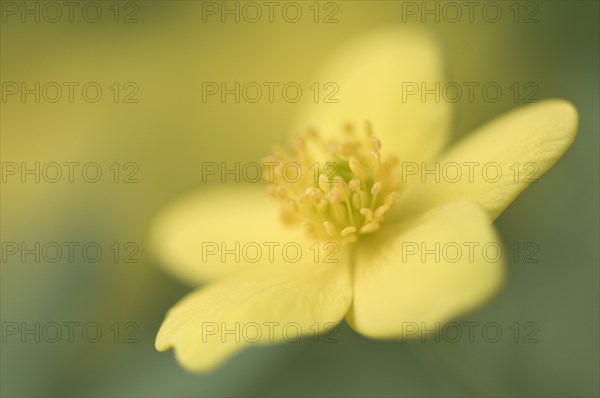 Yellow Wood Anemone or Buttercup Anemone (Anemone ranunculoides)