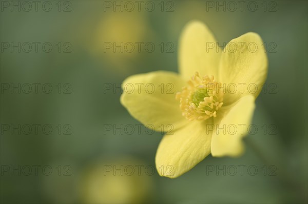 Yellow Wood Anemone or Buttercup Anemone (Anemone ranunculoides)