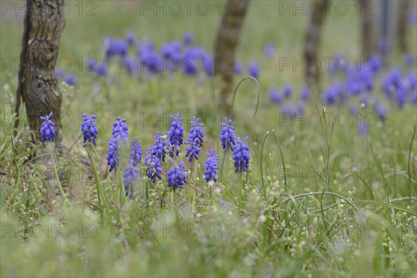 Grape Hyacinths (Muscari botryoides) between grapevines