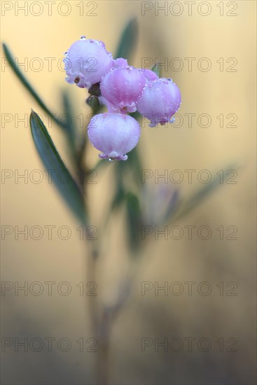 Bog Rosemary (Andromeda polifolia)