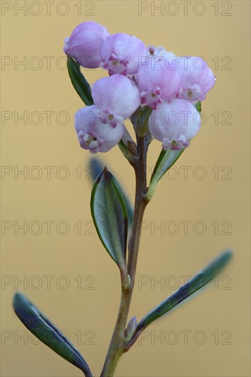 Bog Rosemary (Andromeda polyfolia)