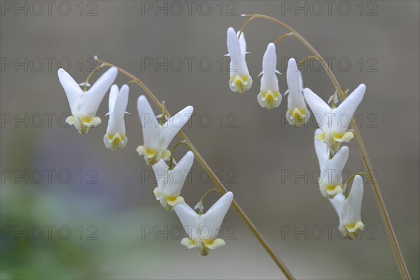 Dutchman's Breeches (Dicentra cucullaria)