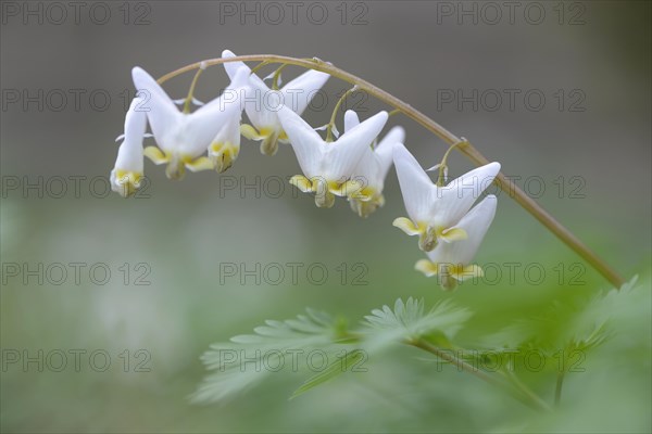 Dutchman's Breeches (Dicentra cucullaria)