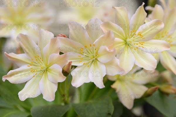 Tweedy's Lewisia (Lewisia tweedyi)