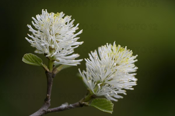 Mountain Witch Alder (Fothergilla major)