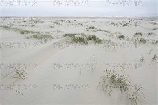Foredunes at a beach