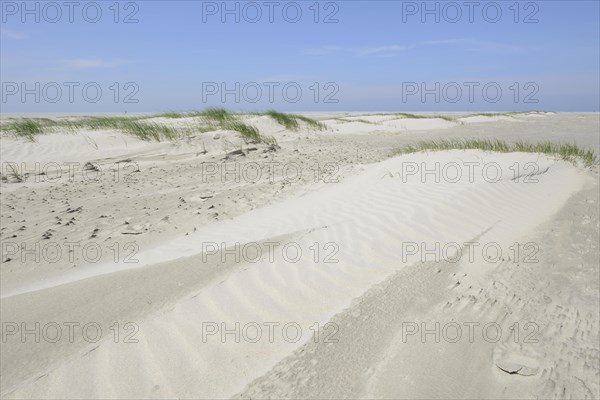 Foredunes at a beach