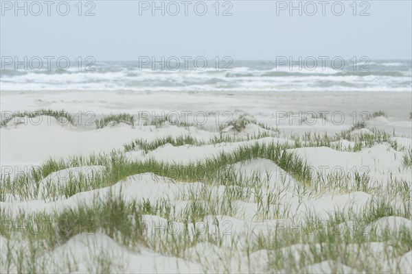 Foredunes at a beach