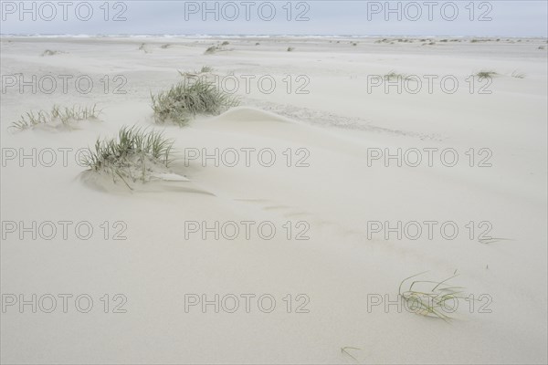 Foredunes at a beach