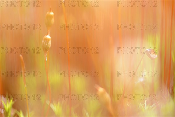 Bank Haircap Moss (Polytrichum formosum)