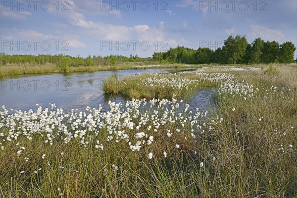 Common Cottongrass or Common Cottonsedge (Eriophorum angustifolium) in a bog